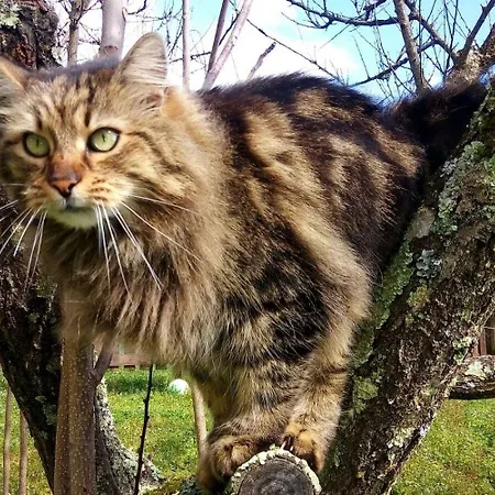 Bed & Breakfast A'loro 3*