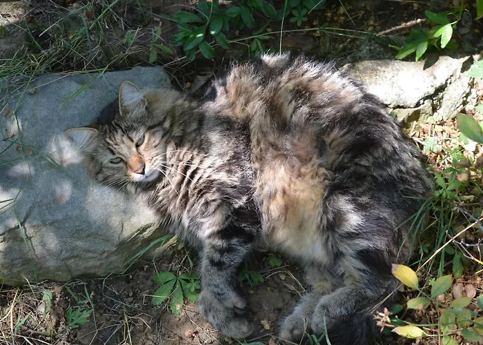 A'loro 3* Террануова-Браччолини